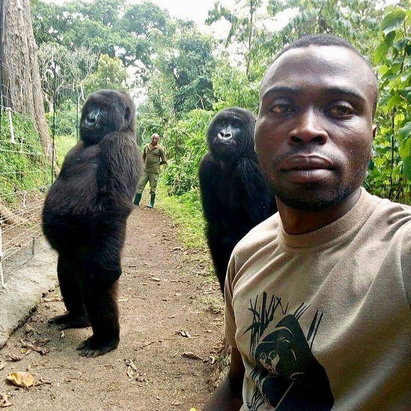 gorilla